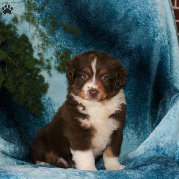 Boyd, Miniature Australian Shepherd Puppy