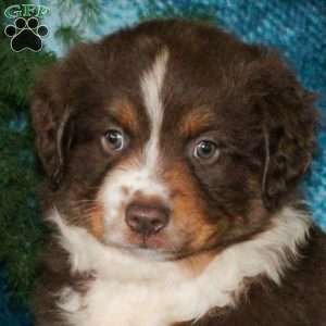 Boyd, Miniature Australian Shepherd Puppy