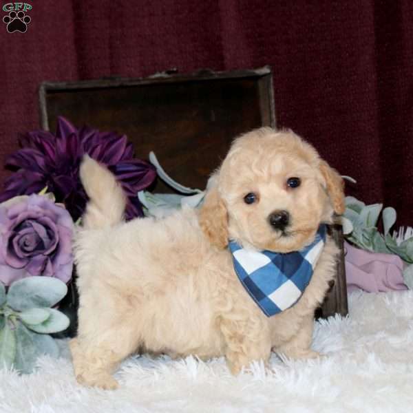 Brady, Bich-Poo Puppy