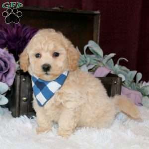 Brady, Bich-Poo Puppy