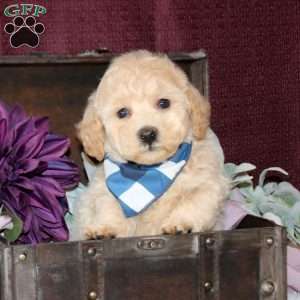 Brady, Bich-Poo Puppy