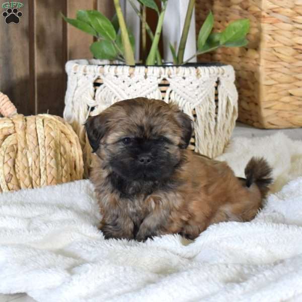 Brandy, Shih-Poo Puppy