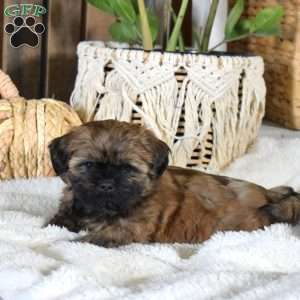 Brandy, Shih-Poo Puppy