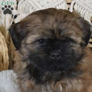 Brandy, Shih-Poo Puppy
