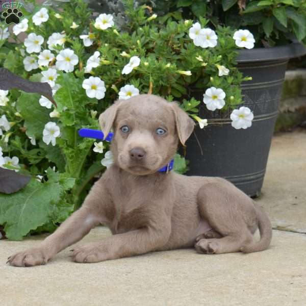 Breeze, Silver Labrador Retriever Puppy