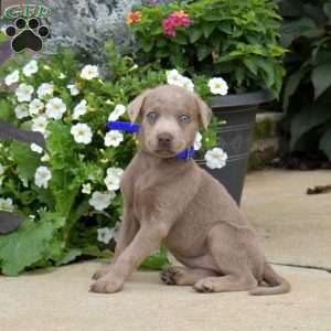 Breeze, Silver Labrador Retriever Puppy