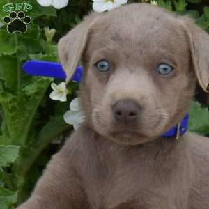 Breeze, Silver Labrador Retriever Puppy