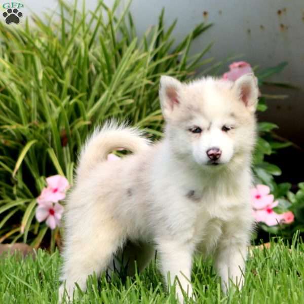 Brenda, Pomsky Puppy