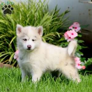 Brenda, Pomsky Puppy