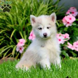 Brenda, Pomsky Puppy