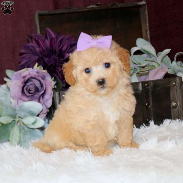 Brianna, Bich-Poo Puppy