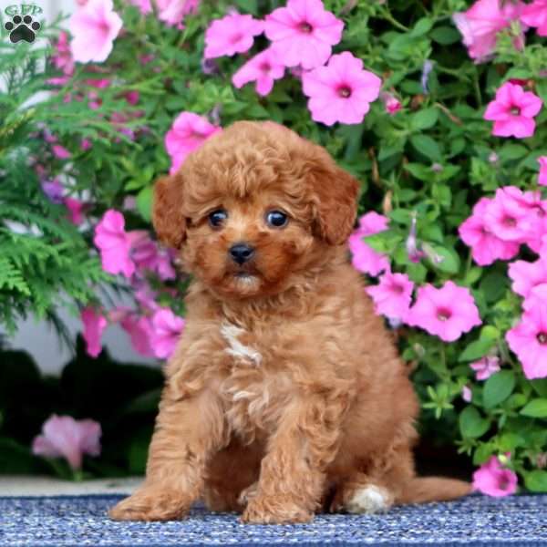 Brianna, Miniature Poodle Puppy