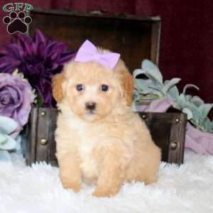 Brianna, Bich-Poo Puppy