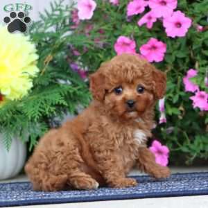 Brianna, Miniature Poodle Puppy