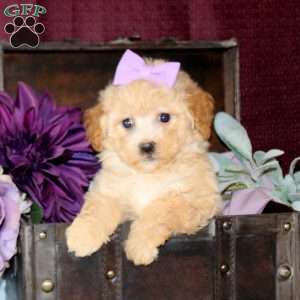 Brianna, Bich-Poo Puppy