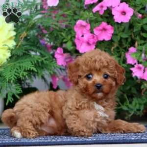 Brianna, Miniature Poodle Puppy