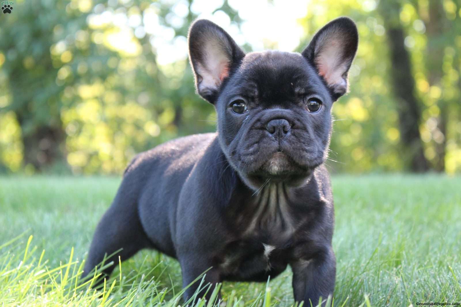 Briar (French Bulldog, Female) in Sugarcreek, OH