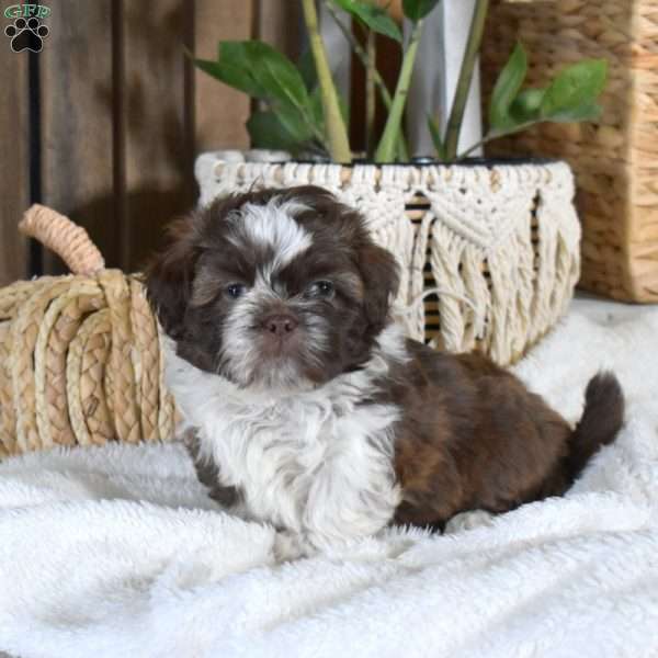 Bridget, Shih-Poo Puppy