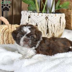 Bridget, Shih-Poo Puppy
