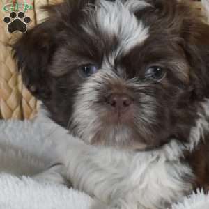 Bridget, Shih-Poo Puppy