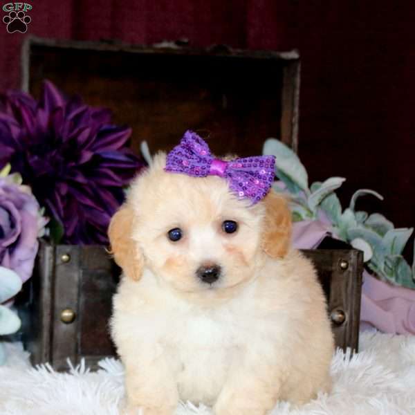 Bridget, Bich-Poo Puppy