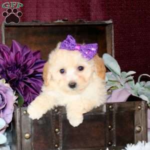 Bridget, Bich-Poo Puppy