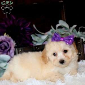 Bridget, Bich-Poo Puppy
