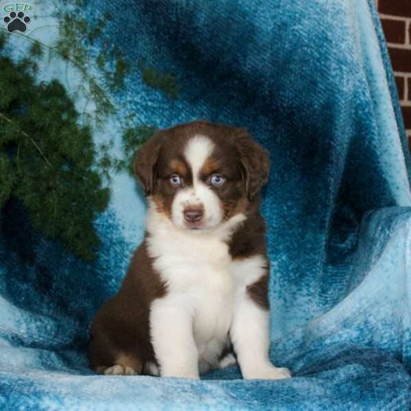 Bridgette, Miniature Australian Shepherd Puppy