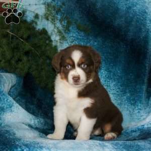 Bridgette, Miniature Australian Shepherd Puppy