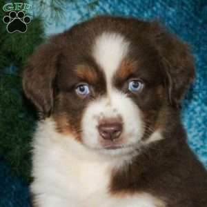 Bridgette, Miniature Australian Shepherd Puppy