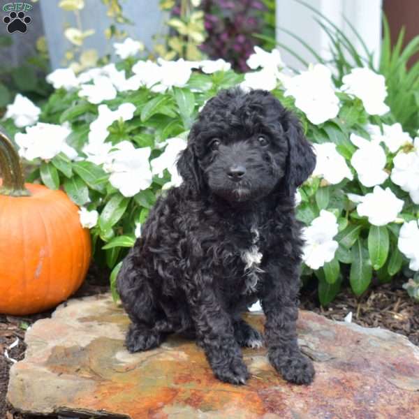 Brie, Cavapoo Puppy