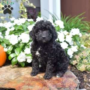 Brie, Cavapoo Puppy