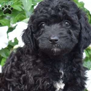 Brie, Cavapoo Puppy
