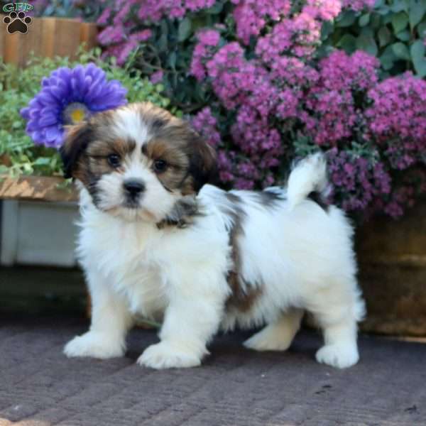 Brie, Shih Tzu Mix Puppy
