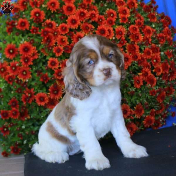 Brie, Cocker Spaniel Puppy