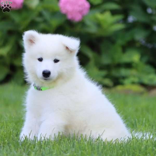 Brie, Samoyed Puppy
