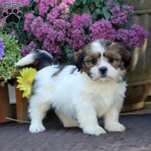 Brie, Shih Tzu Mix Puppy