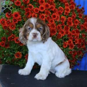 Brie, Cocker Spaniel Puppy