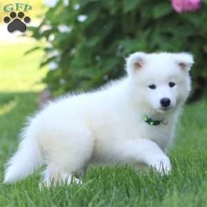 Brie, Samoyed Puppy