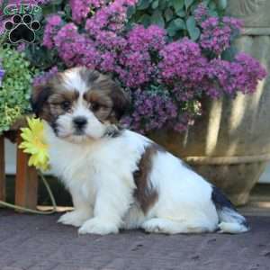 Brie, Shih Tzu Mix Puppy