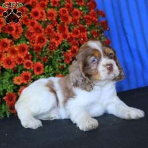 Brie, Cocker Spaniel Puppy