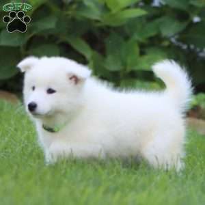 Brie, Samoyed Puppy