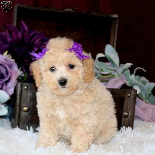 Brielle, Bich-Poo Puppy