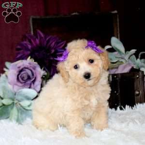 Brielle, Bich-Poo Puppy