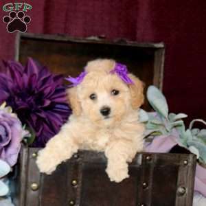 Brielle, Bich-Poo Puppy