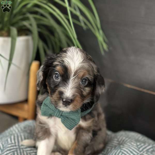 Briggs, Mini Bernedoodle Puppy
