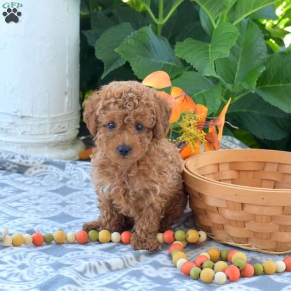 Brisket, Toy Poodle Puppy