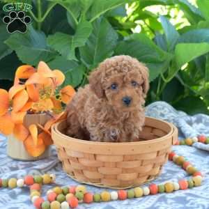 Brisket, Toy Poodle Puppy