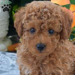Brisket, Toy Poodle Puppy