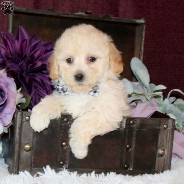 Brock, Bich-Poo Puppy